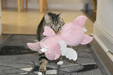 cat carrying stuffed animal